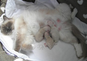 Flore et ses chatons - Chatterie Ragdolls du Val de Beauvoir