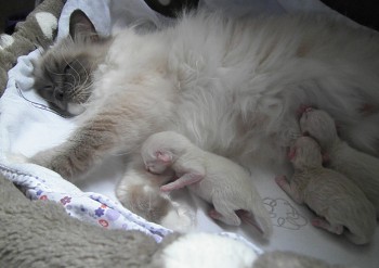 Flore  - Chatterie Ragdolls du Val de Beauvoir