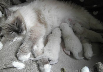 Flore et ses chatons - 10 jours - Chatterie Ragdolls du Val de Beauvoir