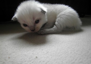 femelle blue colourpoint - Chatterie Ragdolls du Val de Beauvoir