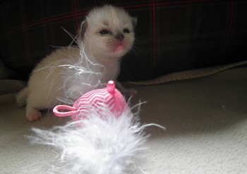 femelle blue mitted - - Chatterie Ragdolls du Val de Beauvoir