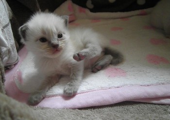 femelle blue colourpoint  - Chatterie Ragdolls du Val de Beauvoir