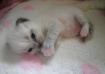 FEMELLE BLUE MITTED - Chatterie Ragdolls du Val de Beauvoir