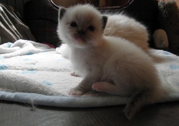 MÂLE BLUE MITTED - RESERVE - Chatterie Ragdolls du Val de Beauvoir