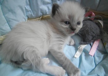 femelle blue mitted - 3 semaines - Chatterie Ragdolls du Val de Beauvoir