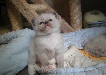 mâle blue mitted - 4 semaines - Chatterie Ragdolls du Val de Beauvoir