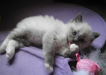 FEMELLE BLUE MITTED - RESERVEE - Chatterie Ragdolls du Val de Beauvoir