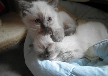 femelles blue mitted et colourpoint - Chatterie Ragdolls du Val de Beauvoir