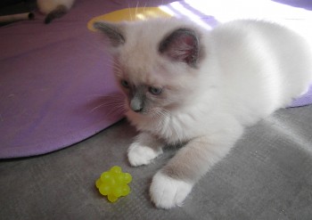 mâle blue point-mitted - Chatterie Ragdolls du Val de Beauvoir