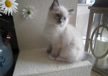 mâle blue point-mitted - Chatterie Ragdolls du Val de Beauvoir