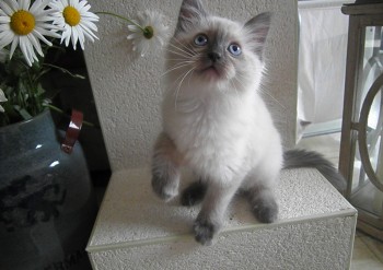 femelle blue colourpoint - Chatterie Ragdolls du Val de Beauvoir