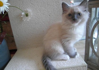 femelle blue point-mitted  - Chatterie Ragdolls du Val de Beauvoir