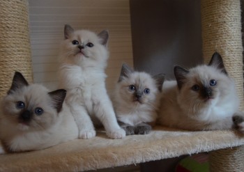 chatons - blue et seal mitted - Chatterie Ragdolls du Val de Beauvoir