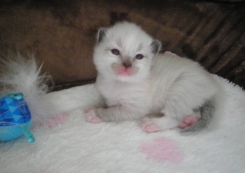 femelle seal mitted  13 jours - Chatterie Ragdolls du Val de Beauvoir