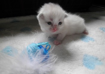 femelle blue mitted  avec 