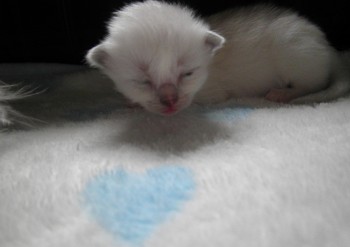 mâle blue-mitted avec 