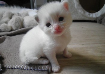 femelle blue bicolour - 17 jours - Chatterie Ragdolls du Val de Beauvoir