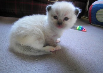 femelle seal point mitted 17 jours - Chatterie Ragdolls du Val de Beauvoir