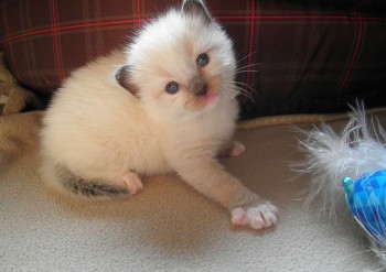 mâle seal mitted - RESERVE - Chatterie Ragdolls du Val de Beauvoir