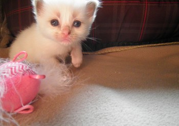 femelle blue-mitted  