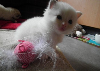 femelle blue bicolour RESERVEE - Chatterie Ragdolls du Val de Beauvoir