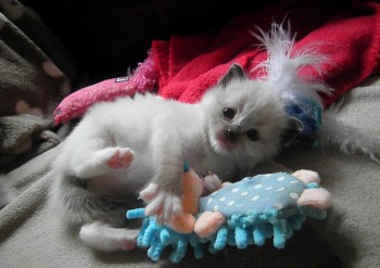 femelle seal mitted - RESERVEE - Chatterie Ragdolls du Val de Beauvoir