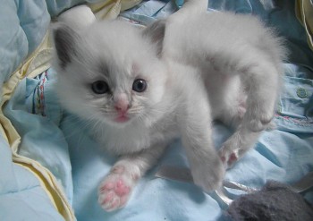femelle blue mitted 