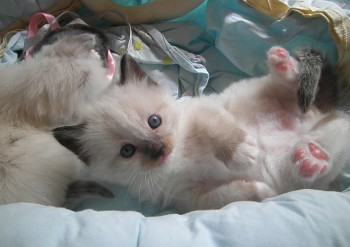 femelle seal mitted - 4 semaines - Chatterie Ragdolls du Val de Beauvoir