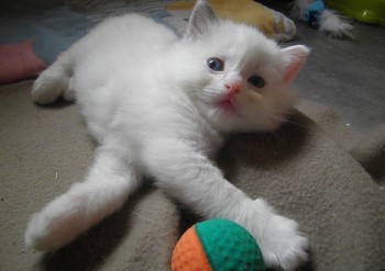 femelle seal bicolour - 4 semaines - Chatterie Ragdolls du Val de Beauvoir