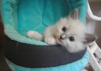 mâle blue mitted - DISPONIBLE - Chatterie Ragdolls du Val de Beauvoir