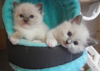 mâles seal et blue mitted - 5 semaines - Chatterie Ragdolls du Val de Beauvoir