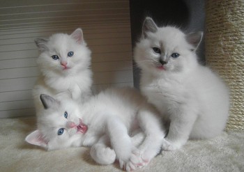 3 chatons - 6 semaines - Chatterie Ragdolls du Val de Beauvoir