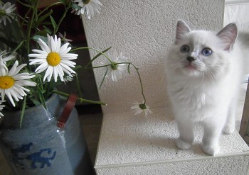 mâle blue point mitted - Chatterie Ragdolls du Val de Beauvoir