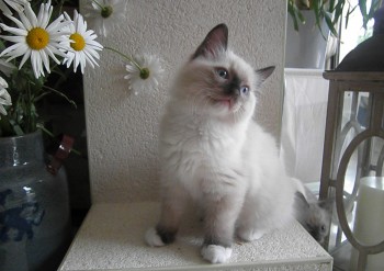 mâle seal point mitted - Chatterie Ragdolls du Val de Beauvoir