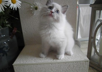 femelle blue point-mitted - Chatterie Ragdolls du Val de Beauvoir