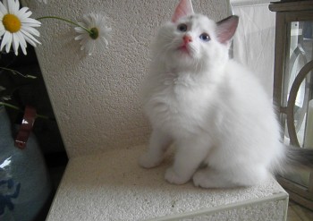 mâle seal bicolour - Chatterie Ragdolls du Val de Beauvoir