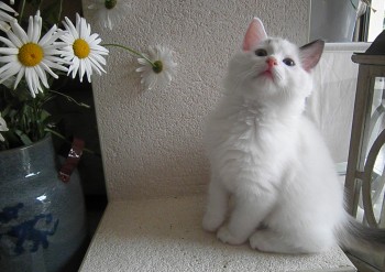 femelle blue bicolour - Chatterie Ragdolls du Val de Beauvoir