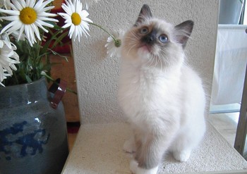 femelle seal point-mitted  - Chatterie Ragdolls du Val de Beauvoir