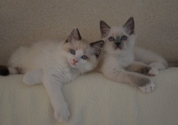 mâle seal bicolour et femelle blue mitted - Chatterie Ragdolls du Val de Beauvoir