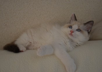 mâle seal bicolour - Chatterie Ragdolls du Val de Beauvoir