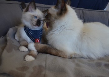 HOLLY et son chaton : tendresse - Chatterie Ragdolls du Val de Beauvoir