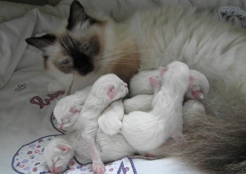 Holly et ses chatons - 1 jour - Chatterie Ragdolls du Val de Beauvoir