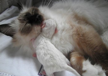 Holly et son chaton : naissance - Chatterie Ragdolls du Val de Beauvoir