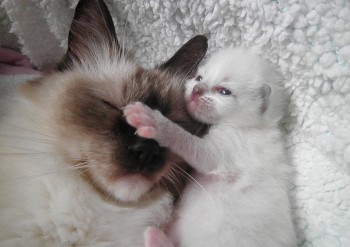 Holly et son chaton - 11 jours - Chatterie Ragdolls du Val de Beauvoir