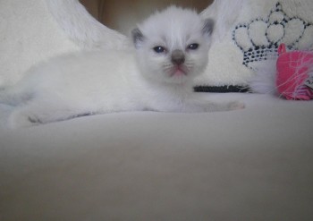 femelle blue mitted  - Chatterie Ragdolls du Val de Beauvoir