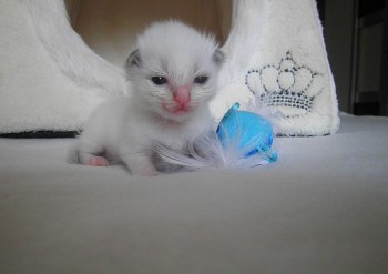 mâle blue bicolour  - Chatterie Ragdolls du Val de Beauvoir