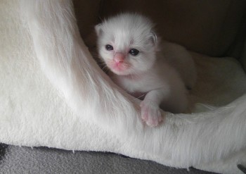 mâle blue bicolour  - 17 jours - Chatterie Ragdolls du Val de Beauvoir