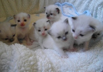 les 7 chatons - Chatterie Ragdolls du Val de Beauvoir