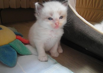 mâle seal bicolour n°1  - Chatterie Ragdolls du Val de Beauvoir