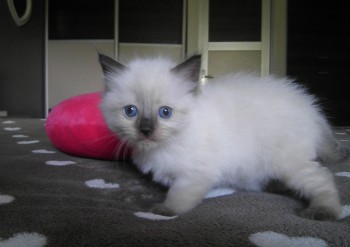 femelle seal colourpoint  RESERVEE - Chatterie Ragdolls du Val de Beauvoir